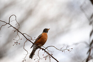 American Robin