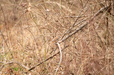 American Tree Sparrow