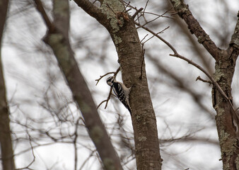 Downy Woodpecker