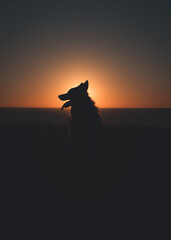 Silhouette of a dog during sunset