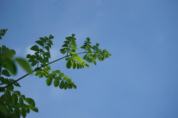moringa leaves against blue sky background