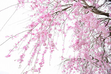 ピンクの枝垂れ桜、しだれ桜のクローズアップ、日本の春の桜の花、サクラ	
