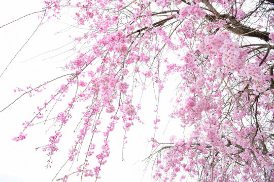しだれ桜の花 の画像 9 187 件の Stock 写真 ベクターおよびビデオ Adobe Stock