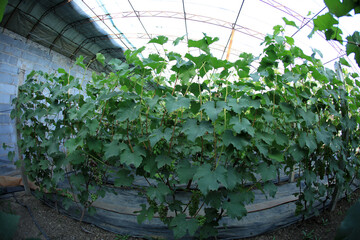 The grapes are in the greenhouse.
