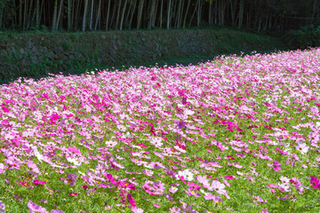 農村の秋の風景　コスモス
