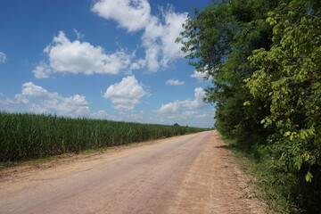 Fototapeta na wymiar sugar cane field unde bright blue sky. shot on a very sunny day
