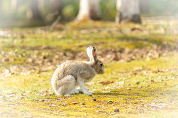 北海道の春、エゾユキウサギ。