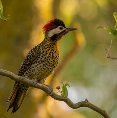 Woodpecker