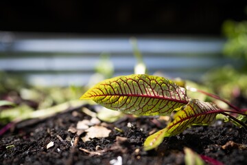 asian greens growing in a garden