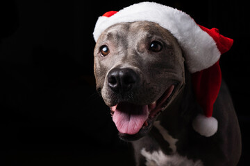 Pit bull blue nose dog with red Santa Claus hat. Isolated on black background for Christmas. Low light. Waiting for Santa Claus to arrive. Selective focus