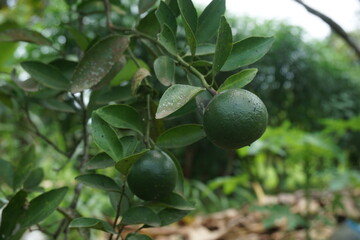 unripe oranges hanging on the tree