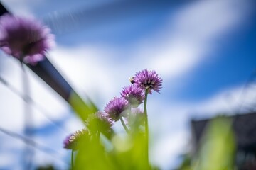 chives flowers in a garden bed - obrazy, fototapety, plakaty