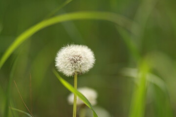 dandelion
flowers
plants
nature
greens