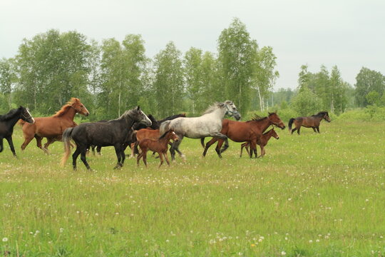 herd of horses © Andrei