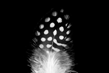 Black feather with white polka dots laying on black background. Macro photo.
