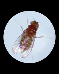 Yellow, white eyes phenotype fruit fly (Drosophila melanogaster) under the microscope