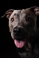 Pit bull blue nose dog isolated on dark background. Low light. Selective focus