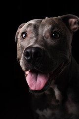 Pit bull blue nose dog isolated on dark background. Low light. Selective focus