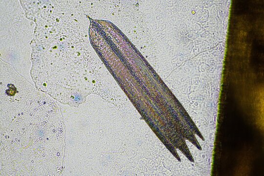 dragonfly wing under a microscope looking at microscopic details in a bug wing