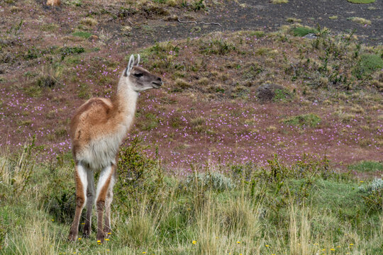 Guanaco standing in grass with purple flowers