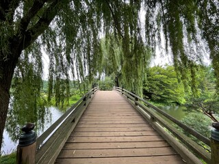 Fototapeta premium boardwalk in the forest
