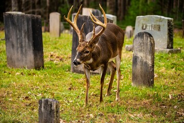 Closeup of a deer with big horns grazing in a graveyard