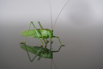 green praying mantis