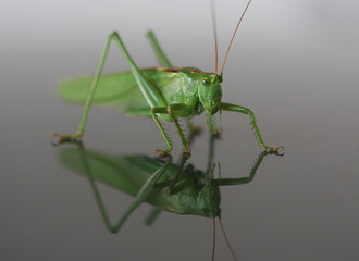 green grasshopper on a white background