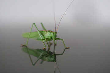 Grasshopper 