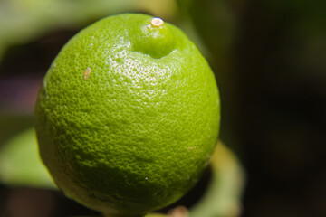 A growing lemon in Tucumán