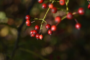 Rose hips. Rose hip is a rose fruit rich in vitamin C and used in herbal teas.