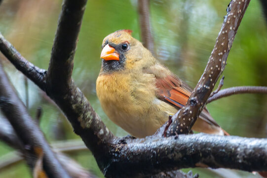 Female cardinal on a branch with bokeh background