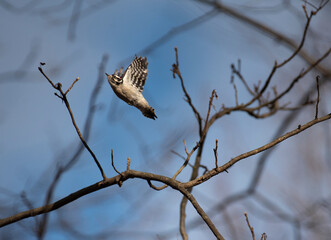 Downy Woodpecker