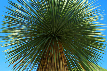 Fototapeta premium Beautiful palm tree with green leaves against blue sky, low angle view