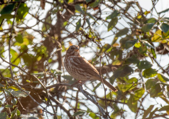 Fox Sparrow