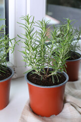 Aromatic green potted rosemary on windowsill indoors