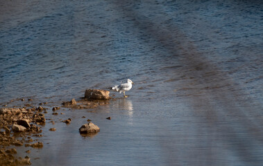 Ring Billed Gull