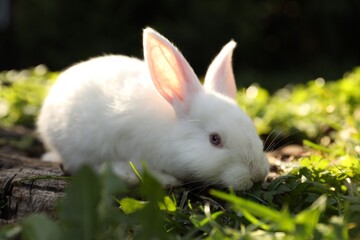 Cute white rabbit on wood among green grass outdoors