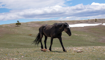 Obraz premium Mud covered black stallion wild horse and walking on mountain ridge in the western United States