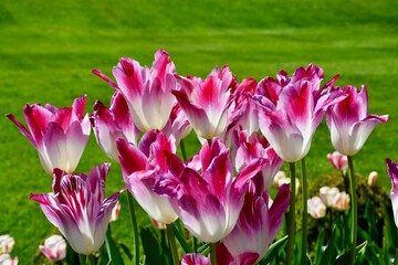 Spring Flowers in Victoria BC