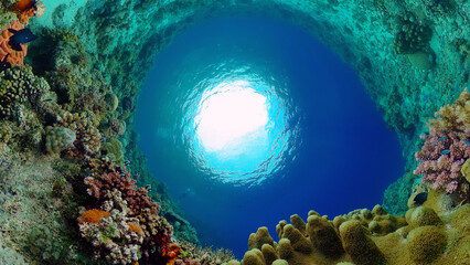 The Underwater World of the with Colored Fish and a Coral Reef. Tropical reef marine. Philippines.
