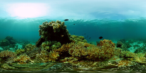Naklejka na ściany i meble Underwater Colorful Tropical Fishes. Tropical underwater sea fishes. Philippines. Virtual Reality 360.