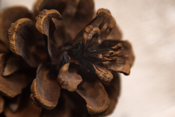 Pine cone closeup with beige background