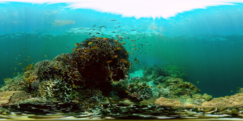 Naklejka na ściany i meble Underwater sea fish. Tropical fishes and coral reef underwater. Philippines. Virtual Reality 360.