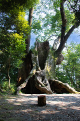 樹齢3000年、塚崎の大楠