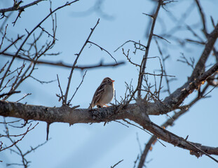 Field Sparrow