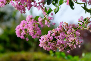 サルスベリ（百日紅）