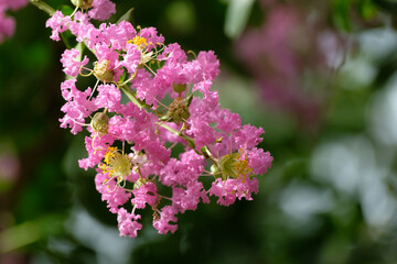 サルスベリ（百日紅）