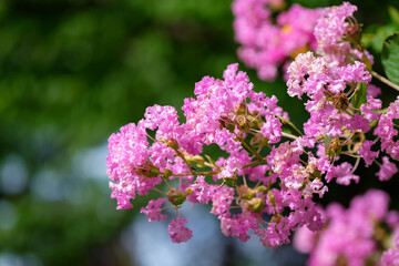 サルスベリ（百日紅）