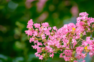 サルスベリ（百日紅）